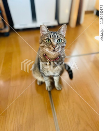 キジトラ キジトラ 118668472