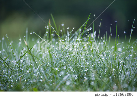 Morning dew droplets on green grass create a serene and fresh nature scene Morning dew droplets on green grass create a serene and fresh nature scene 118668890
