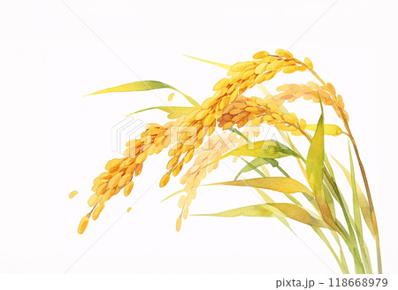 稲穂の水彩画 稲穂の水彩画 118668979