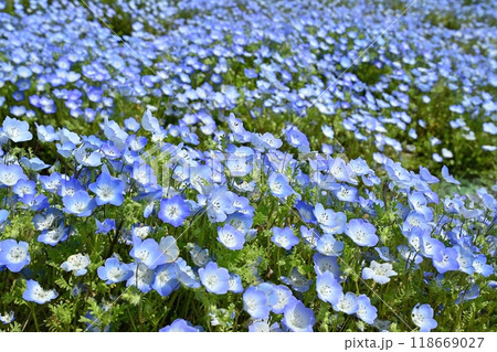 ひたち海浜公園のみはらしの丘に咲くネモフィラの花畑 ひたち海浜公園のみはらしの丘に咲くネモフィラの花畑 118669027