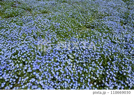 ひたち海浜公園のみはらしの丘に咲くネモフィラの花畑 ひたち海浜公園のみはらしの丘に咲くネモフィラの花畑 118669030