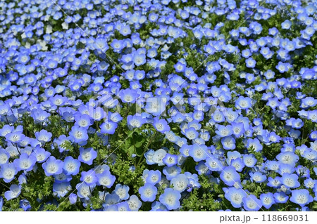 ひたち海浜公園のみはらしの丘に咲くネモフィラの花畑 ひたち海浜公園のみはらしの丘に咲くネモフィラの花畑 118669031