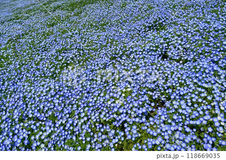 ひたち海浜公園のみはらしの丘に咲くネモフィラの花畑 ひたち海浜公園のみはらしの丘に咲くネモフィラの花畑 118669035