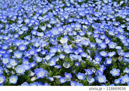 ひたち海浜公園のみはらしの丘に咲くネモフィラの花畑 ひたち海浜公園のみはらしの丘に咲くネモフィラの花畑 118669036