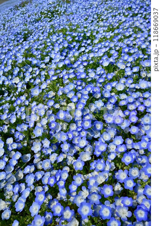 ひたち海浜公園のみはらしの丘に咲くネモフィラの花畑 ひたち海浜公園のみはらしの丘に咲くネモフィラの花畑 118669037