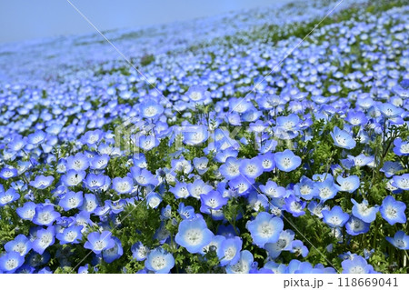 ひたち海浜公園のみはらしの丘に咲くネモフィラの花畑 ひたち海浜公園のみはらしの丘に咲くネモフィラの花畑 118669041