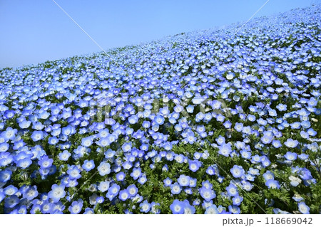 ひたち海浜公園のみはらしの丘に咲くネモフィラの花畑 118669042