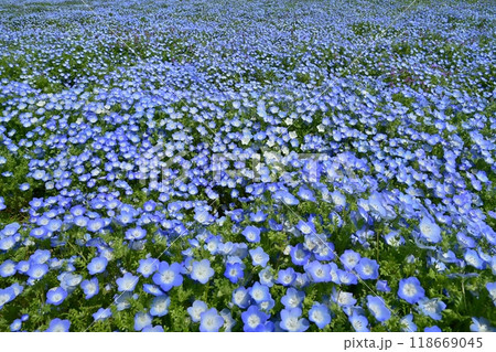 ひたち海浜公園のみはらしの丘に咲くネモフィラの花畑 ひたち海浜公園のみはらしの丘に咲くネモフィラの花畑 118669045