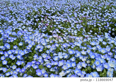 ひたち海浜公園のみはらしの丘に咲くネモフィラの花畑に混じるホトケノザ 118669047