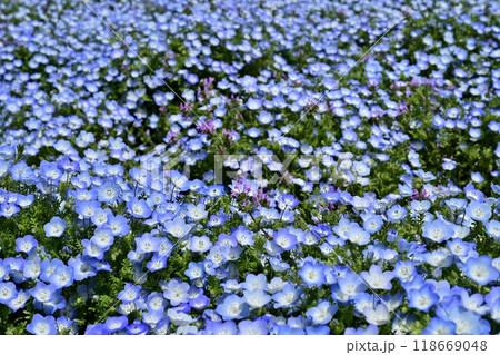 ひたち海浜公園のみはらしの丘に咲くネモフィラの花畑に混じるホトケノザ ひたち海浜公園のみはらしの丘に咲くネモフィラの花畑に混じるホトケノザ 118669048
