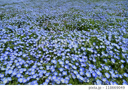 ひたち海浜公園のみはらしの丘に咲くネモフィラの花畑に混じるホトケノザ 118669049