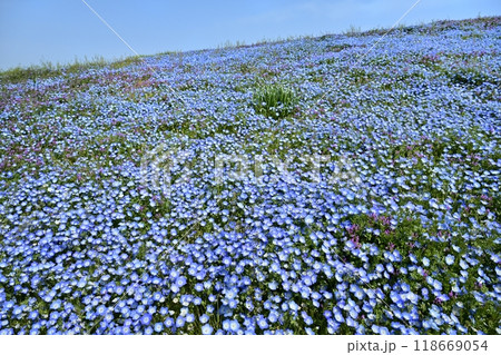 ひたち海浜公園のみはらしの丘に咲くネモフィラの花畑に混じるホトケノザ 118669054