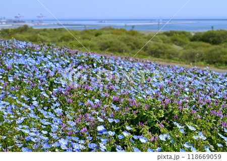 ひたち海浜公園のみはらしの丘に咲くネモフィラの花畑と混じるホトケノザに茨城港 118669059