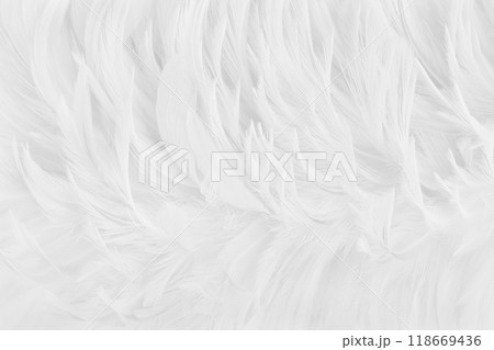 Beautiful white grey bird feathers pattern texture background. Beautiful white grey bird feathers pattern texture background. 118669436