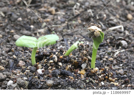 ひまわりの種発芽 ひまわりの種発芽 118669997