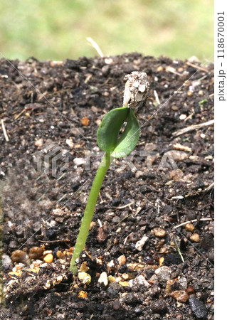 ひまわりの種発芽 118670001