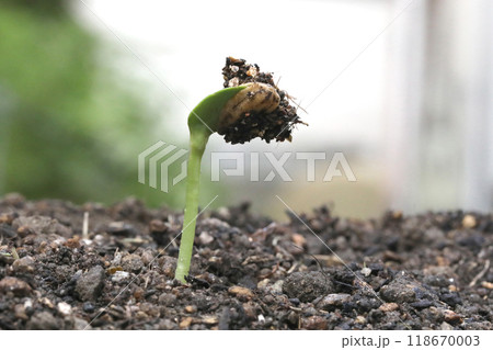 ひまわりの種発芽 ひまわりの種発芽 118670003