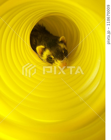 黄色のトンネルで休むフェレット 118670009