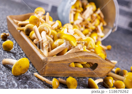 Edible honey mushrooms on the dark table 118670262