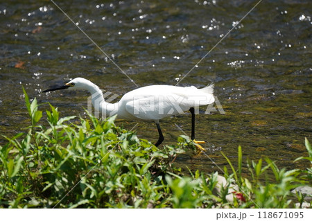 白鷺の餌探し 118671095