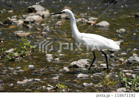 白鷺の餌探し 118671192