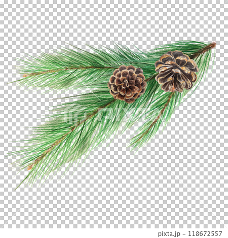 Pine branch with a pine cone watercolor illustration isolated on white. High quality hand painted plant design element perfect for cards, banners, posters, patterns, Christmas and New Year decor 118672557