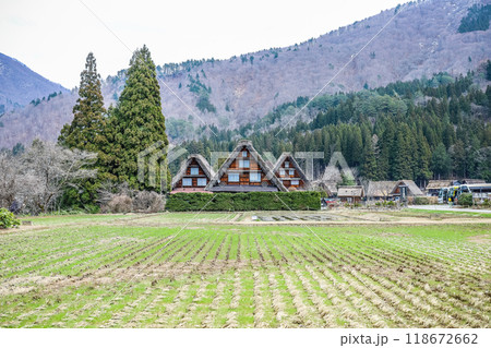 田植え前の田んぼ越しに見る白川郷合掌造りの家屋 118672662