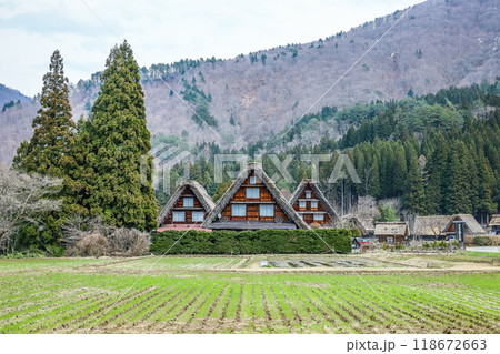 田植え前の田んぼ越しに見る白川郷合掌造りの家屋 118672663