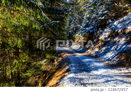 Path through pine trees in a snowy forest Path through pine trees in a snowy forest 118672957