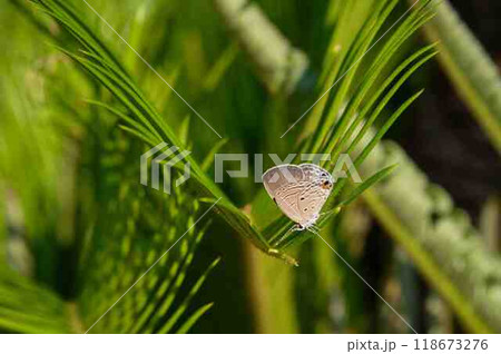 クロマダラソテツシジミ 118673276