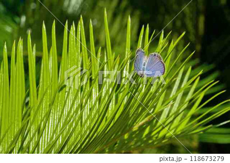 クロマダラソテツシジミ 118673279