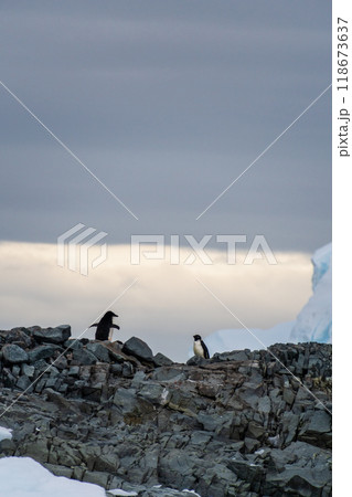 Impression of the Adelie Penguin Colony at the fish islands 118673637