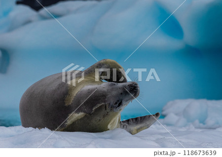 Crabeater Seal resting on a sheet of ice 118673639