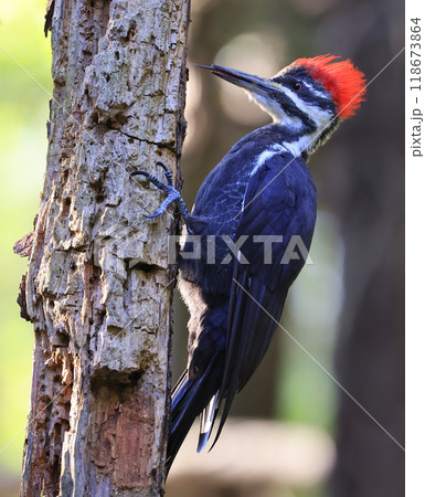 Pileated woodpecker portrait sitting on a tree trunk into the forest, Quebec, Canada 118673864