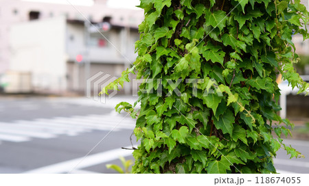 街路樹の幹に巻きついたつる植物 118674055