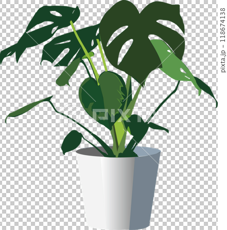 Foliage plant Foliage plant 118674138
