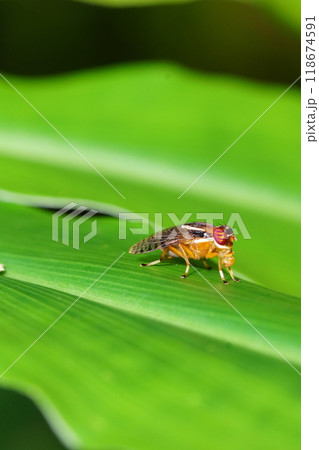 A common fly (Dryomyzidae) on a leaf A common fly (Dryomyzidae) on a leaf 118674591