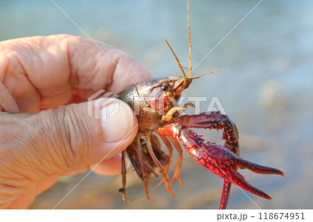小型のアメリカザリガニ 118674951