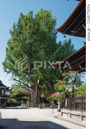 醫王山　飛騨国分寺の大イチョウ 118675054