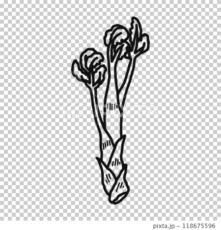 うど 山菜 線画 うど 山菜 線画 118675596
