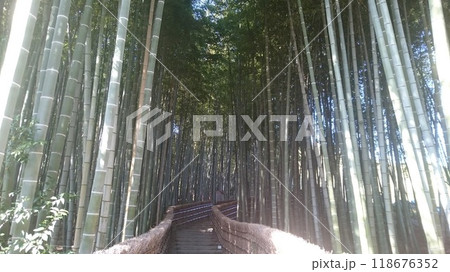 あだし野念仏寺の竹林の小径 118676352