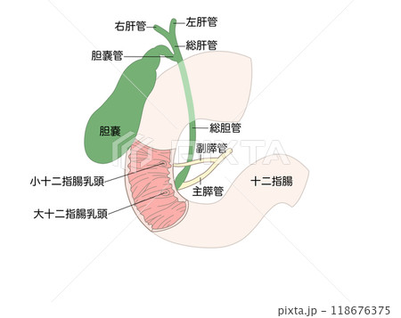 消化器の解剖生理　胆嚢　文字あり 118676375