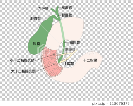 消化器の解剖生理　胆嚢　文字あり 118676375