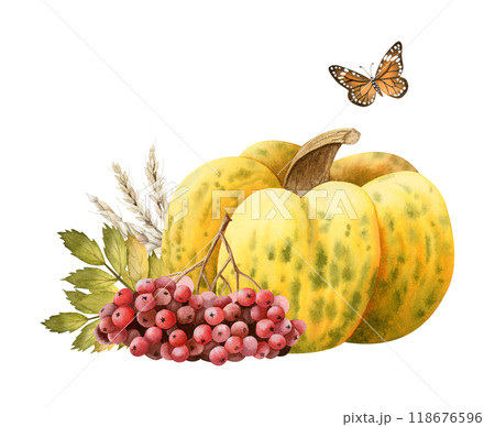 Yellow green pumpkin with wheat, rowan berries and orange butterfly watercolor isolated illustration. Realistic fall harvest design. Autumn ripe vegetable and plants drawing for Thanksgiving 118676596