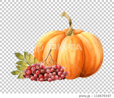 Orange pumpkin with red rowan berries and leaves watercolor illustration isolated on white. Hand drawn realistic fall harvest gourd. Autumn ripe vegetable artistic drawing for Thanksgiving designs 118676597