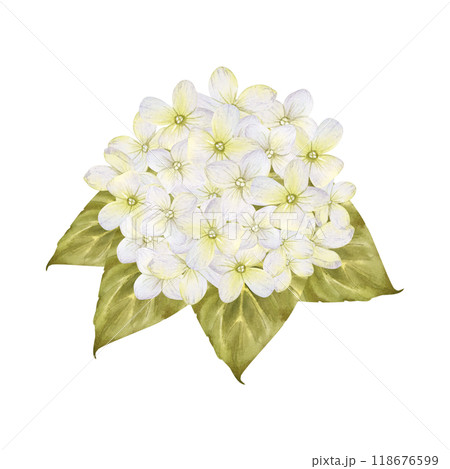White Hydrangea flowers with leaves watercolor isolated illustration. Vintage flowerheads bouquet for fall floral designs. Autumn delicate hand drawn sketch. Realistic botanical drawing White Hydrangea flowers with leaves watercolor isolated illustration. Vintage flowerheads bouquet for fall floral designs. Autumn delicate hand drawn sketch. Realistic botanical drawing 118676599