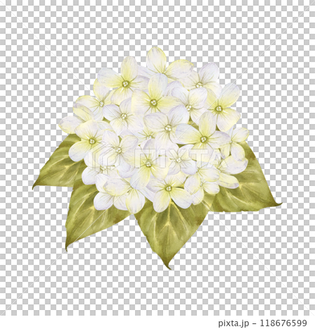 White Hydrangea flowers with leaves watercolor isolated illustration. Vintage flowerheads bouquet for fall floral designs. Autumn delicate hand drawn sketch. Realistic botanical drawing White Hydrangea flowers with leaves watercolor isolated illustration. Vintage flowerheads bouquet for fall floral designs. Autumn delicate hand drawn sketch. Realistic botanical drawing 118676599