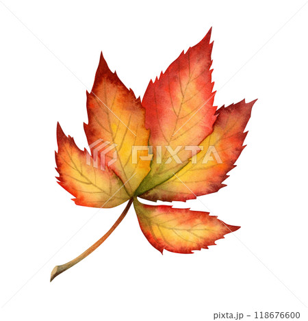 Red yellow fallen chestnut leaf watercolor illustration isolated on white. Fall realistic maple leaves clipart for October and September botanical designs. Bright botanical drawing in warm colors 118676600