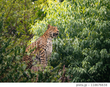 Close-up of North Chinese Leopard (Panthera pardus japonensis) sitting on a tree Close-up of North Chinese Leopard (Panthera pardus japonensis) sitting on a tree 118676638