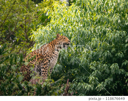 Close-up of North Chinese Leopard (Panthera pardus japonensis) sitting on a tree 118676649